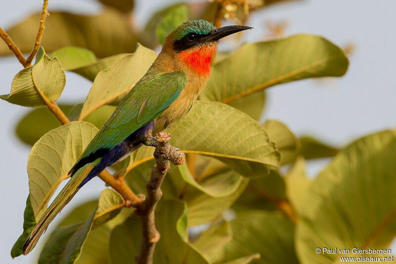 Red-throated Bee-eateradult