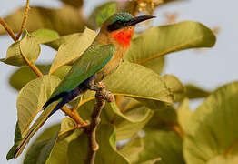 Red-throated Bee-eater