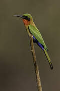 Red-throated Bee-eater