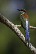 Rufous-crowned Bee-eater