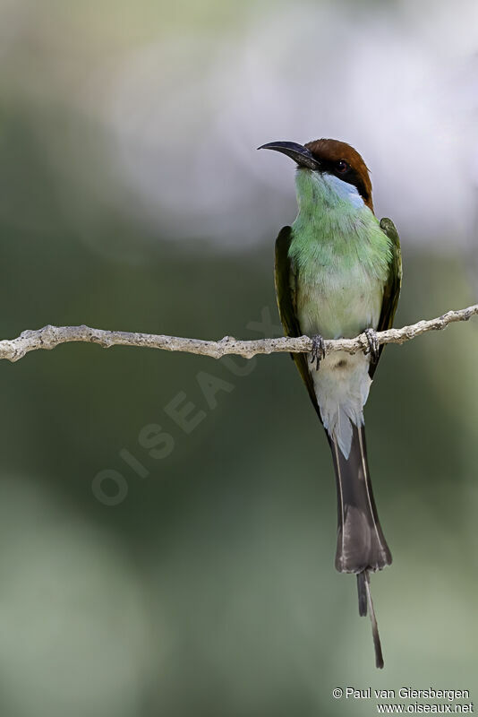 Rufous-crowned Bee-eateradult