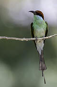 Rufous-crowned Bee-eater