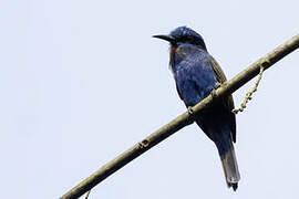 Blue-moustached Bee-eater