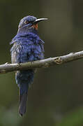 Blue-moustached Bee-eater