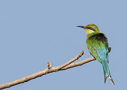 Swallow-tailed Bee-eater