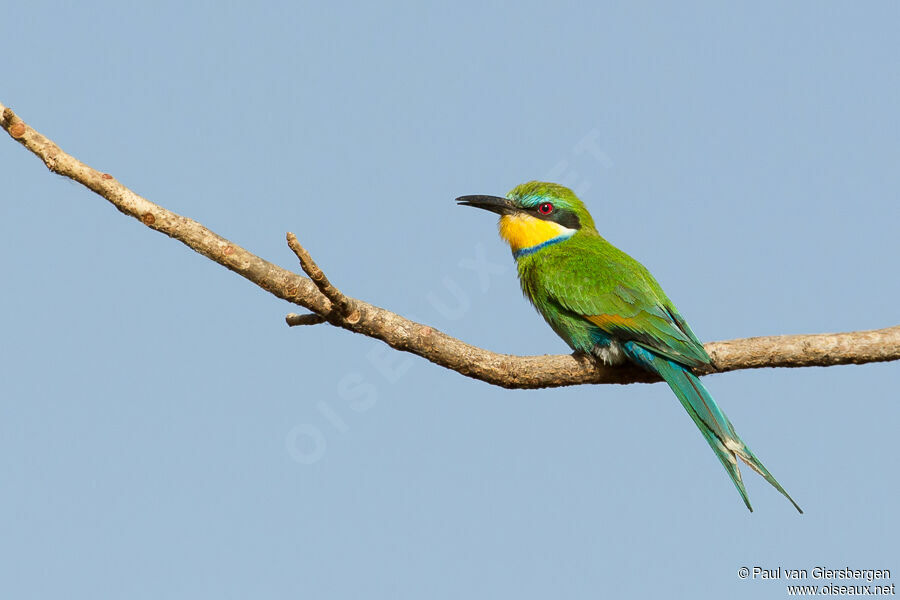 Swallow-tailed Bee-eateradult