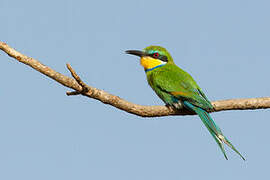 Swallow-tailed Bee-eater