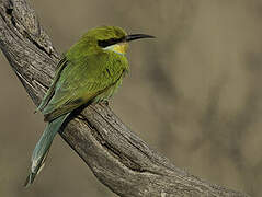 Swallow-tailed Bee-eater