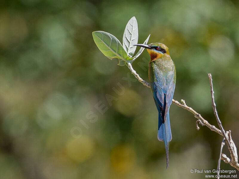 Blue-tailed Bee-eater