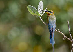 Blue-tailed Bee-eater