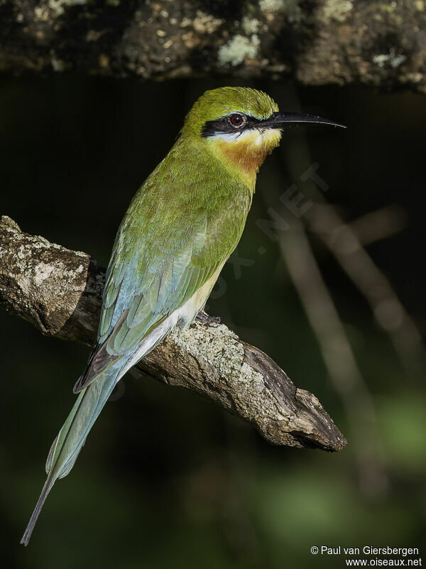 Blue-tailed Bee-eateradult