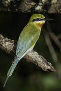 Blue-tailed Bee-eater