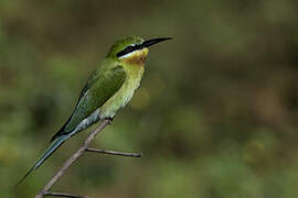 Blue-tailed Bee-eater