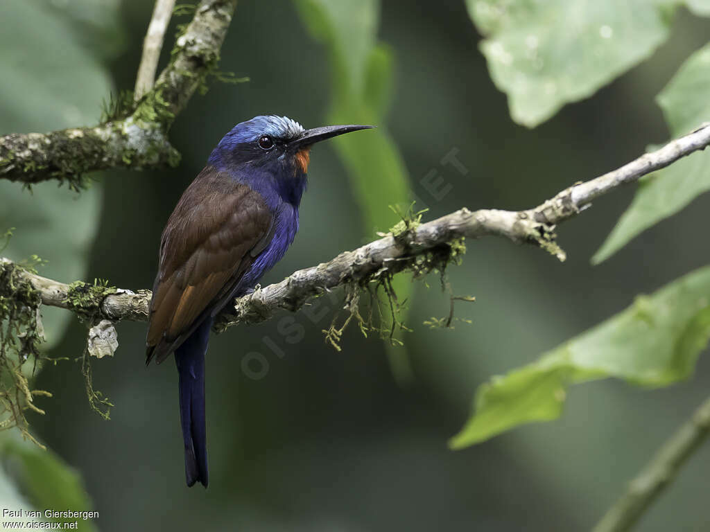 Guêpier à tête bleueadulte, identification