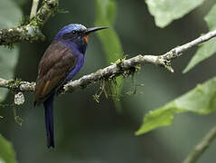 Blue-headed Bee-eater