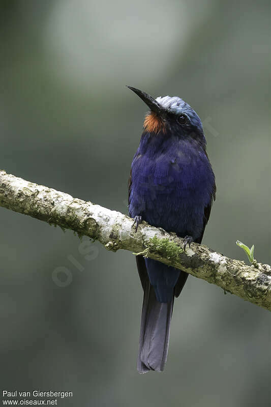 Guêpier à tête bleueadulte, portrait