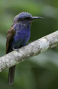 Blue-headed Bee-eater