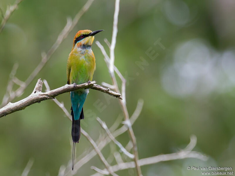 Rainbow Bee-eater