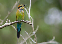 Rainbow Bee-eater