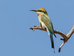 Rainbow Bee-eater