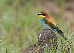 European Bee-eater