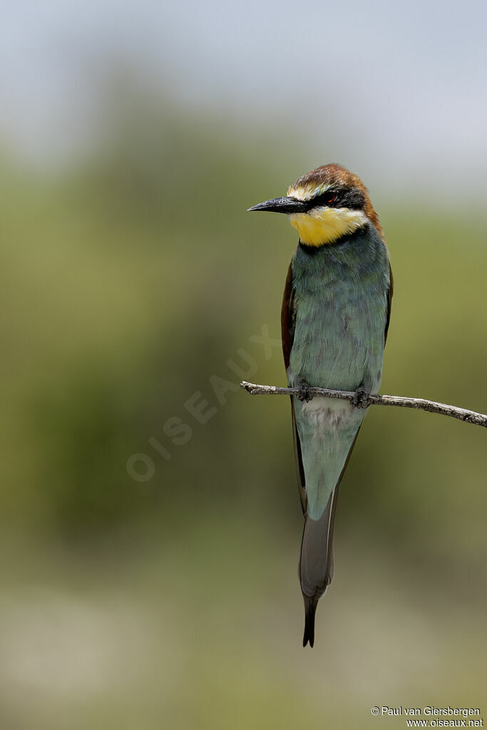 European Bee-eater