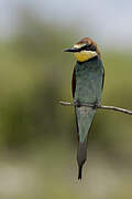 European Bee-eater