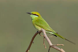 Asian Green Bee-eater