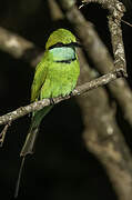 Asian Green Bee-eater