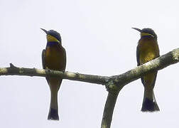 Ethiopian Bee-eater