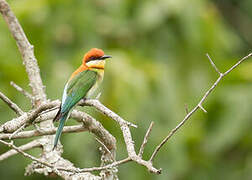 Chestnut-headed Bee-eater