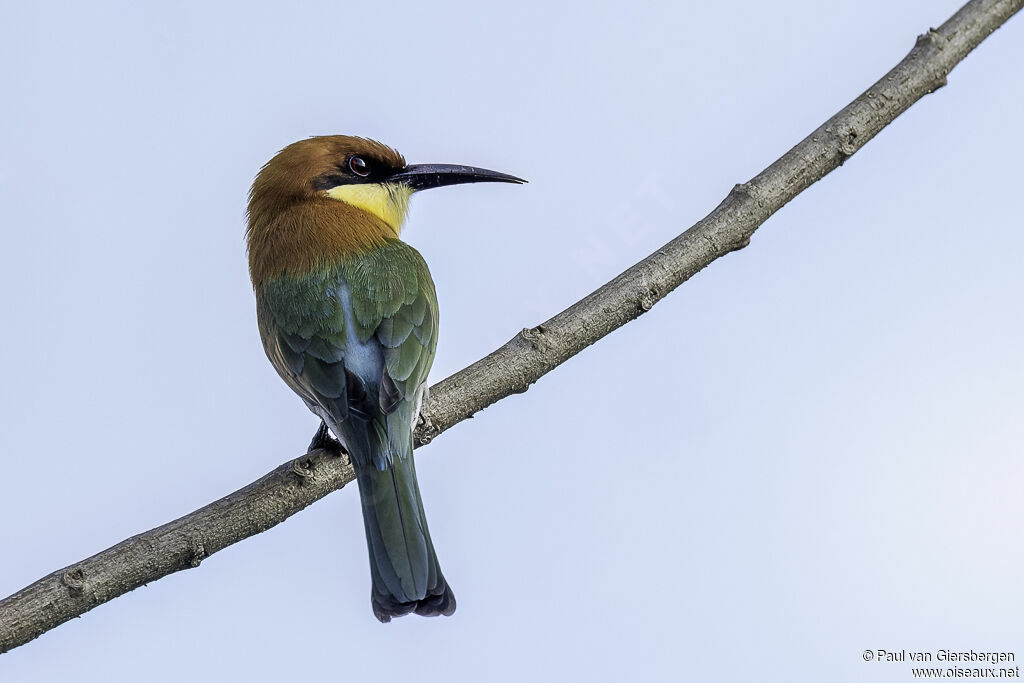 Chestnut-headed Bee-eateradult