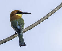 Chestnut-headed Bee-eater