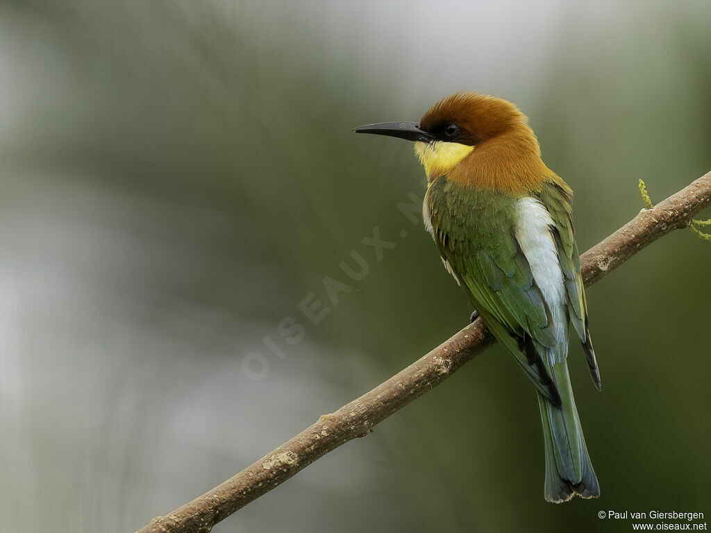 Chestnut-headed Bee-eateradult