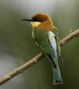 Chestnut-headed Bee-eater