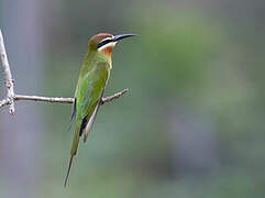 Olive Bee-eater