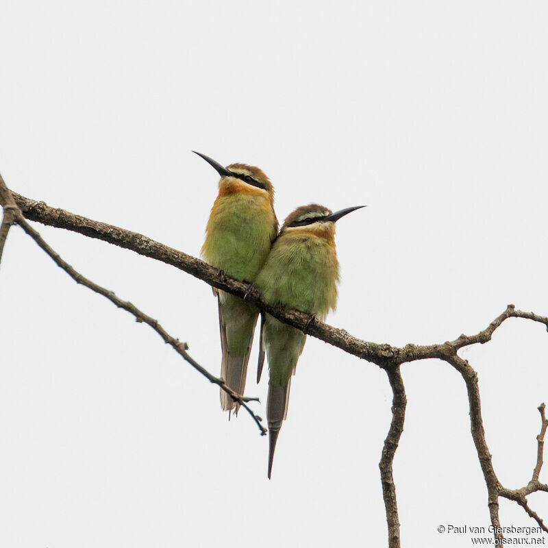 Olive Bee-eater