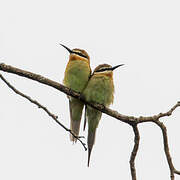 Olive Bee-eater