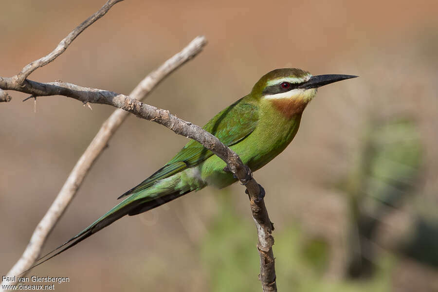 Guêpier de Madagascaradulte, identification