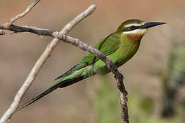 Olive Bee-eater