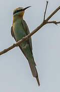 Blue-cheeked Bee-eater