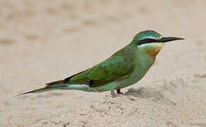 Blue-cheeked Bee-eater