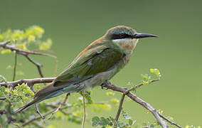 Blue-cheeked Bee-eater