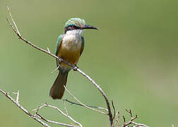 Somali Bee-eater