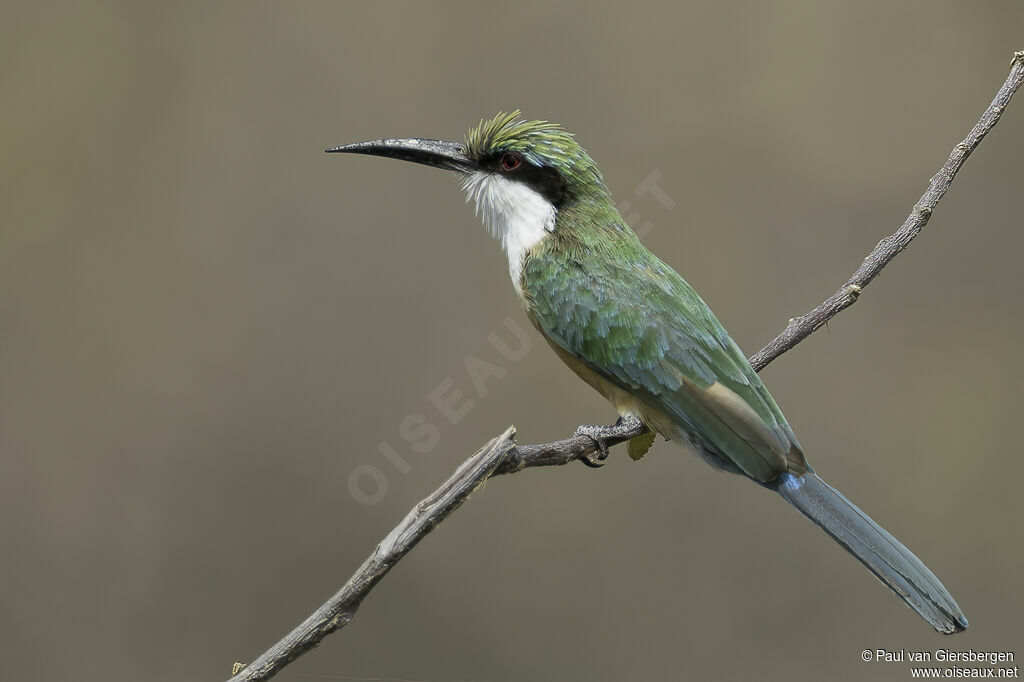 Somali Bee-eateradult