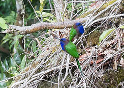 Purple-bearded Bee-eater