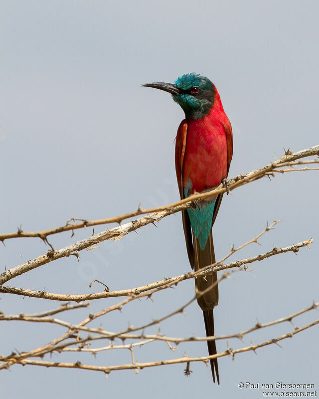 Northern Carmine Bee-eater