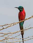 Northern Carmine Bee-eater