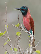 Northern Carmine Bee-eater