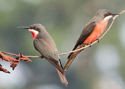 Rosy Bee-eater